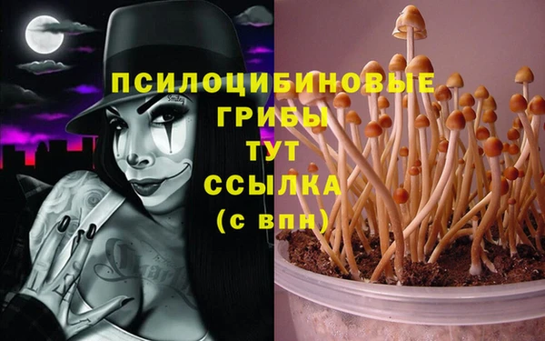 стаф Богданович